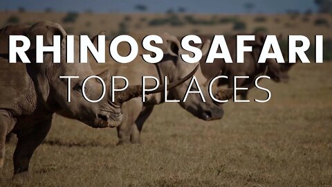 African Rhinos | Where to Spot Them in Kenya