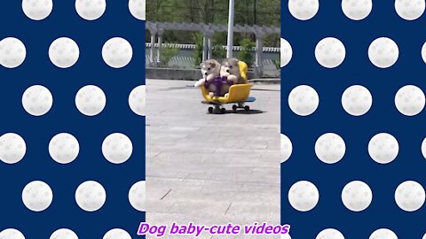 Dog baby-cute videos