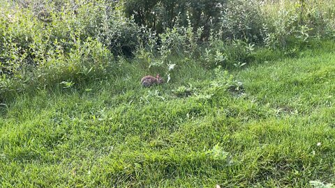 Rabbit in the park