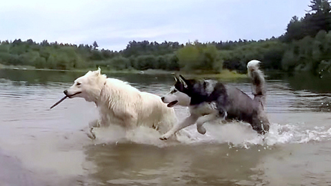 Cute Siberian Husky steal a stick from a White German Shepherd