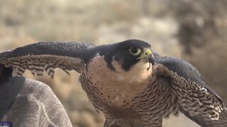 Winter Wednesdays and expansion highlights a new chapter for the World Center for Birds of Prey