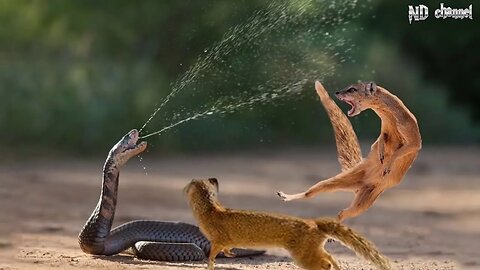 Mongoose Vs. Cobra | Smithsonian Channel