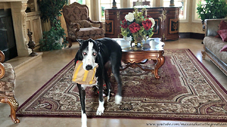 Happy Great Dane Loves to Carry McDonald's Bag