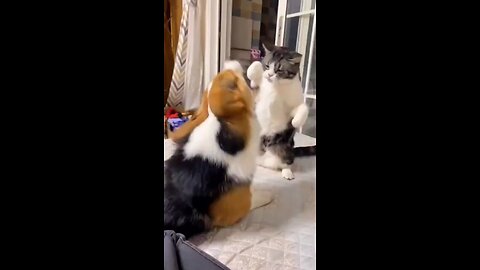 Dog and cat 🐈 fighting