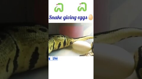 Snake giving eggs 🥚