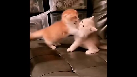 Two little cute kittens fighting with each other on couch