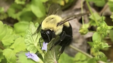 Bumblebee or Carpenter Bee?