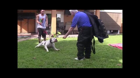 yt5s com How To Make Dog Become Fully Aggressive With Few Simple Tips 480p