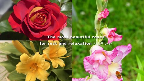 The most beautiful roses for rest and relaxation.اجمل الورود للراحة والاسترخاء مع صوت طيور جميلة