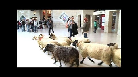 French farmers bring sheep to Louvre Museum to protest