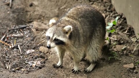 Cute raccoon facial mask and ringed tail rainy day Martinique zoo