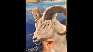 Time-lapse Acrylic on canvas: Dall Sheep