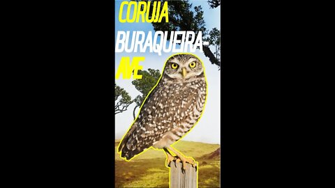 Coruja buraqueira - AVE #SHORTS