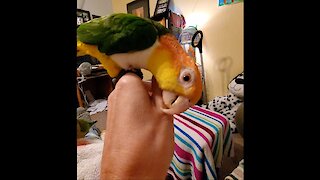 Adorable parrot "surfing" on owners hand