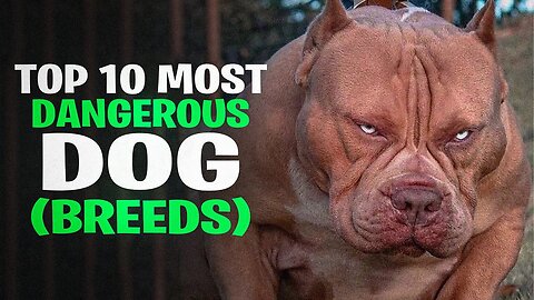 TOP 10 MOST DANGEROUS DOGS IN THE WORLD