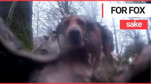Shocking footage captures hunters dragging fox out of hole to be hunted by hounds