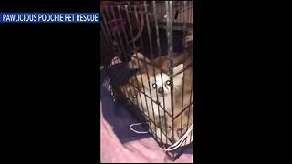 9 dogs found stuffed in small crate, abandoned | Facebook live