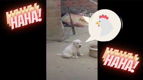 Watch this Cute and Funny puppy imitating chicken cackling 😂