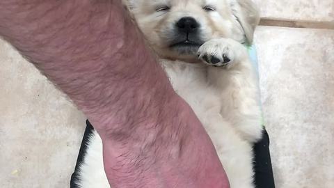 Sleepy puppy curls up on owner's legs