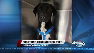 Family who saved helpless dog hanging by neck speaks about rescue