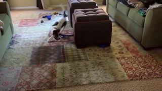 Funny Dog Chases The Other End Of Its Leash Around A Taboret