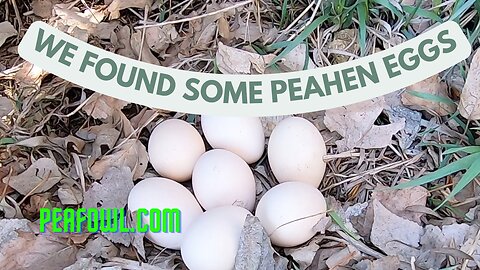 We Found Some Peahen Eggs, Peacock Minute, peafowl.com