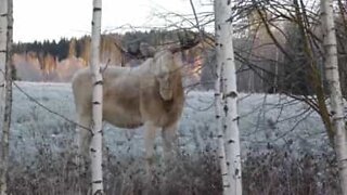 나뭇 가지에 대한 식욕을 보이는 희귀한 흰 말코손바닥사슴
