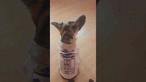 R2-D2 New Scanner Antenna #shortsvideo #dog #doggo #dogs #cutedog #cute #starwars