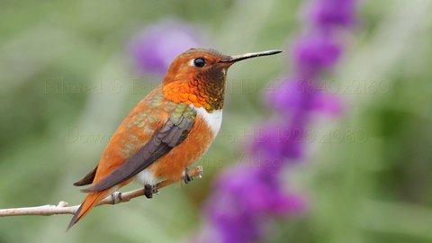 Stunning HD footage of wild hummingbirds