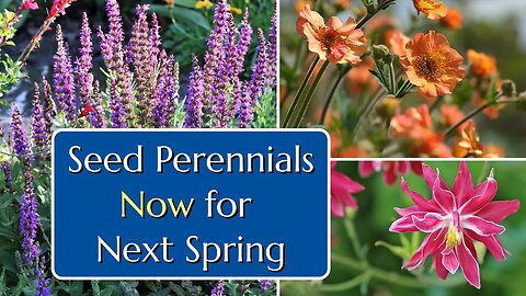 Seed Perennials Now for Next Spring