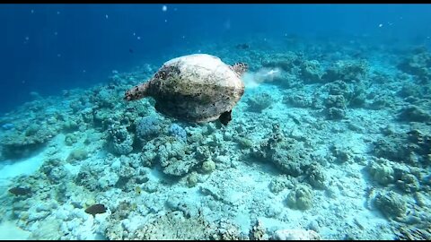 Bubble Rings vs Turtles