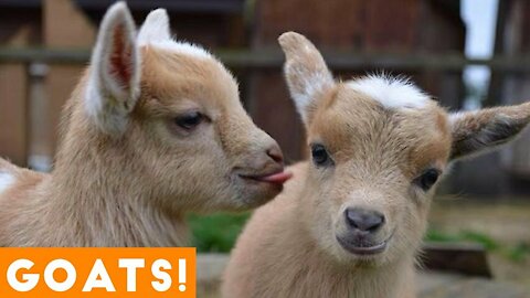 CUTE BABY GOATS | Funny Newborn Goats