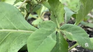 Farmers impacted by weeks of heavy rain, Tropical Storm Eta