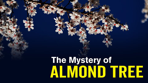 The Mystery of Jeremiah’s Almond Tree