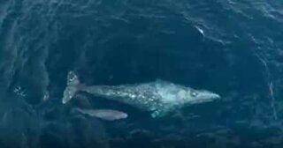 Raro momento baleia-cinzenta e filhote são filmados na Califórnia