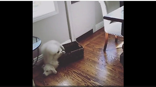 Clumsy puppy jumps in basket, totally wipes out