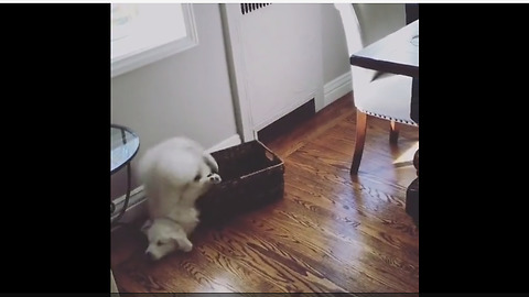 Clumsy puppy jumps in basket, totally wipes out