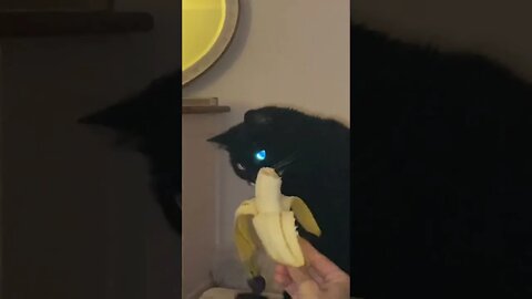 What the heck is that yellow creature? Kitty #cat scared of a half peeled #banana #shorts