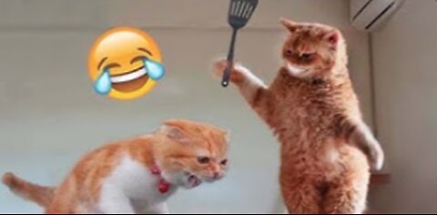 Funny animal videos compilation V11