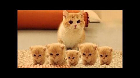 Cute Pets And Funny Animals Compilation #12​ | Pets Garden