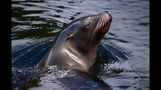 Sea lion invades hotel and swims in the pool