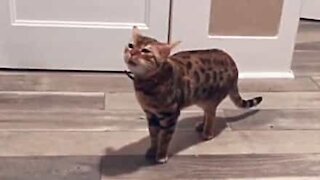 Miar de gato soa a grito humano!