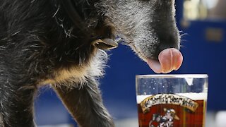 Busch Looking For Very Good Boy To Taste Test Its Dog-Friendly Brew