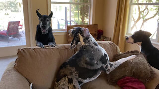 Three Great Dane Girls Go Wild Playing Bouncing Bitey Face Sofa Game