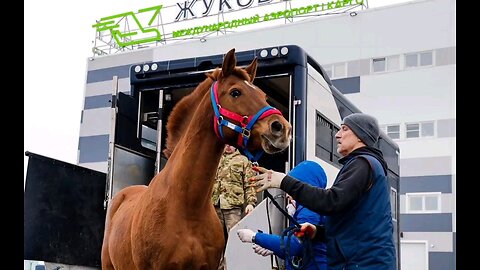 12 sport horses set off on a plane trip to Dubai from Zhukovsky aboard a Sky Gates transport plane