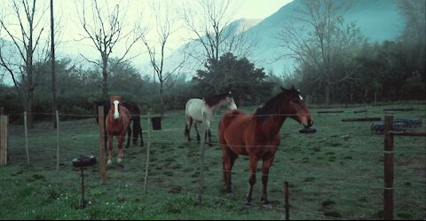 beautiful horses composing nature