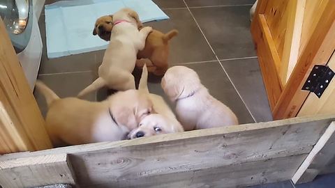 Golden Labrador puppies deliver cuteness overload