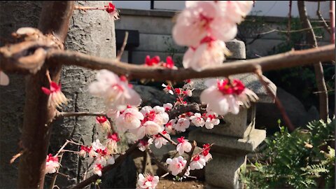 Sakura flowers in Japan. Beautyful ♥
