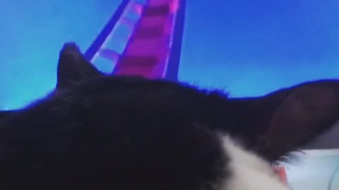 Cat finally gets to "ride" a rollercoaster