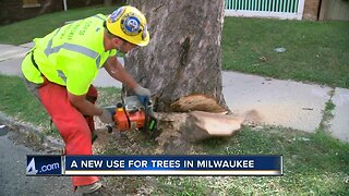 Thousands of trees in Milwaukee gets new life